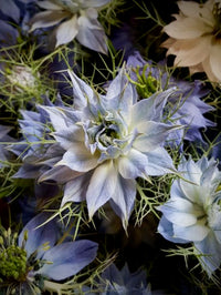 Nigella damascena Miss Jekyll Sky Blue