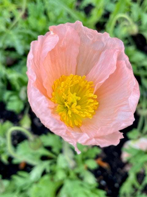 Papaver nudicaule Champagne Bubbles Pink