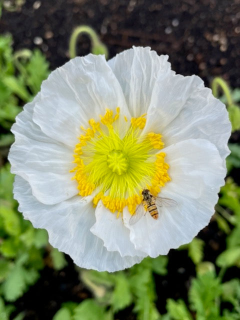 Papaver nudicaule Champagne Bubbles White
