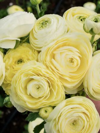 Ranunculus Amandine Cream