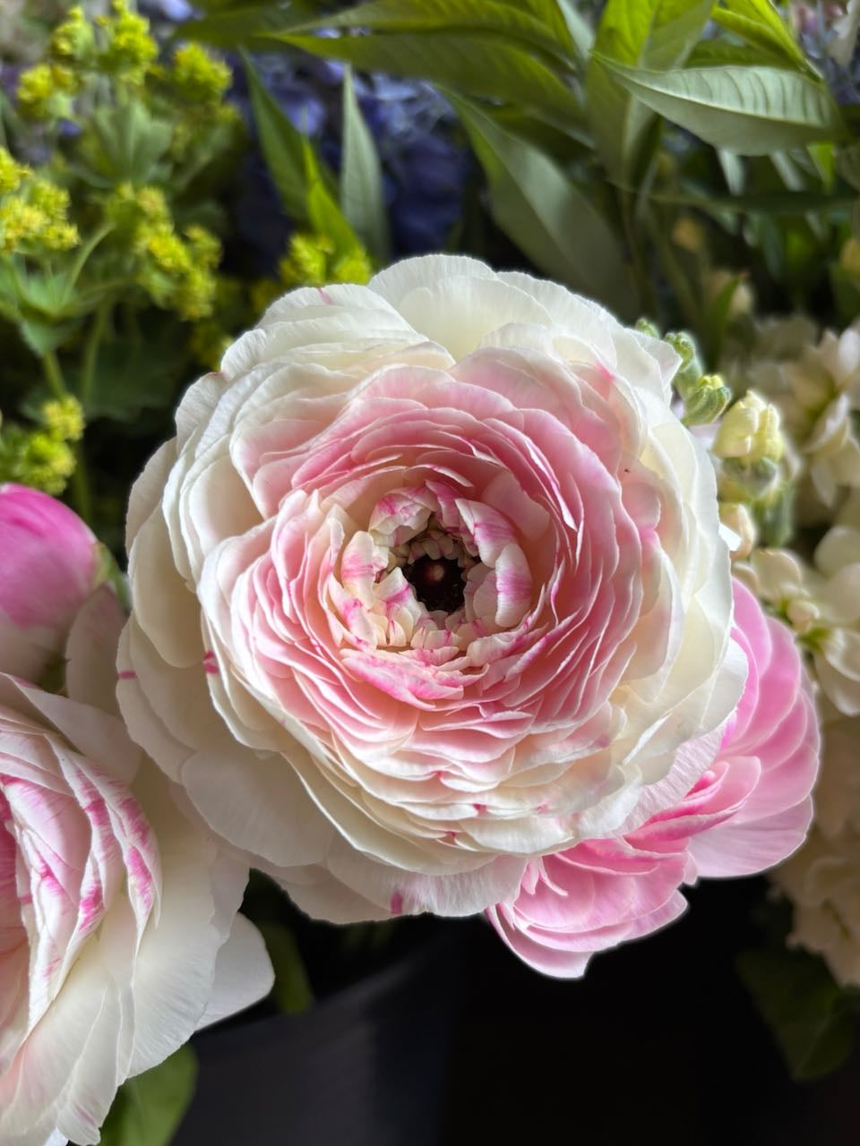 Ranunculus Amandine Porcelaine