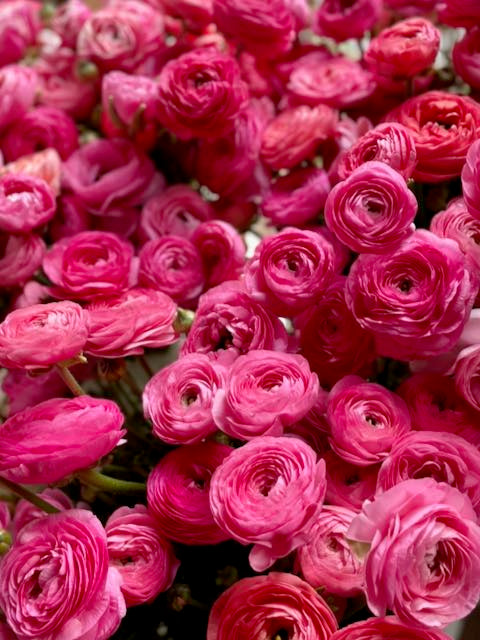 Ranunculus Amandine Bonbon