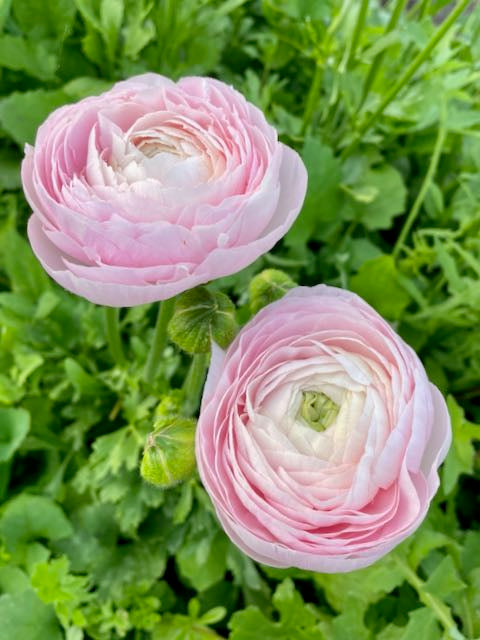 Ranunculus Amandine Chamallow