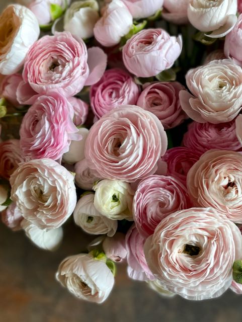 Ranunculus Amandine Chamallow