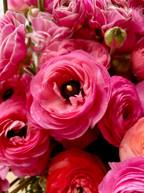 Ranunculus Amandine Pastel