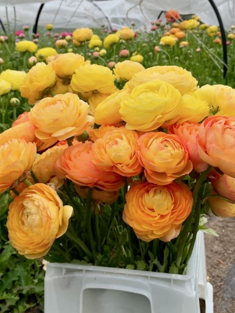 Ranunculus Amandine Pastel Lemon – Forever Green Seed & Bulb Co