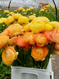 Ranunculus Amandine Pastel Lemon