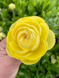 Ranunculus Amandine Pastel Lemon