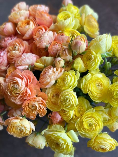 Ranunculus Amandine Pastel Lemon