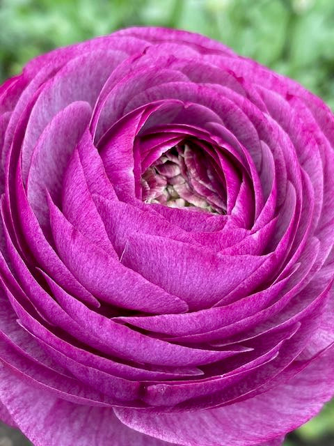 Ranunculus Amandine Purple Jean