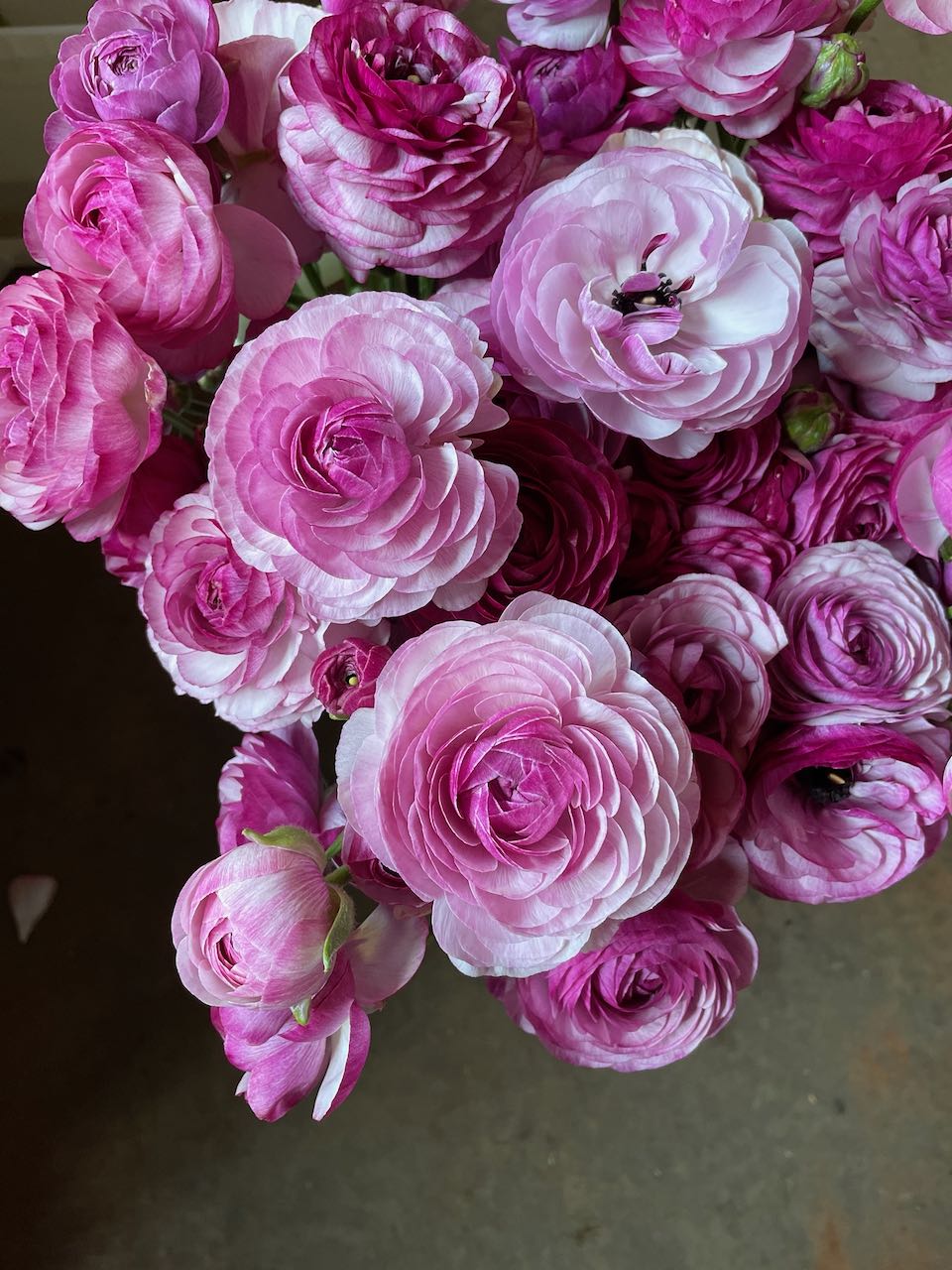 Ranunculus Amandine Purple Jean
