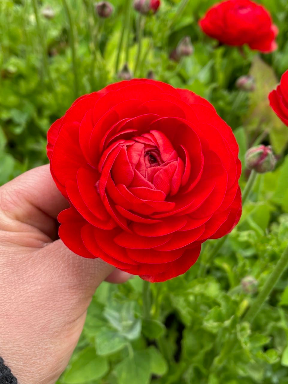 Ranunculus Amandine Red