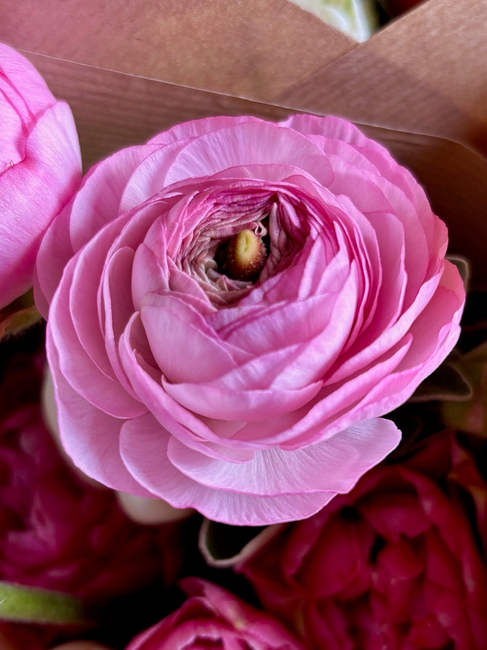 Ranunculus Amandine Rose