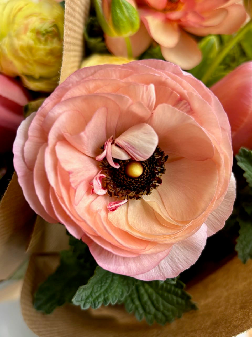 Ranunculus Amandine Salmon