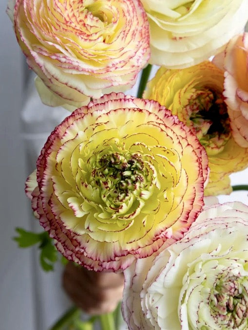 Ranunculus Amandine Tigre
