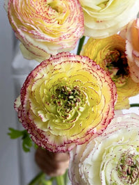 Ranunculus Amandine Tigre