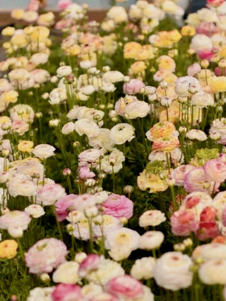 Ranunculus Amandine Tigre