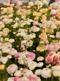 Ranunculus Amandine Tigre