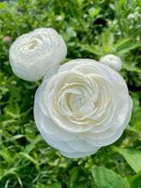 Ranunculus Amandine White