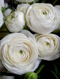 Ranunculus Amandine White