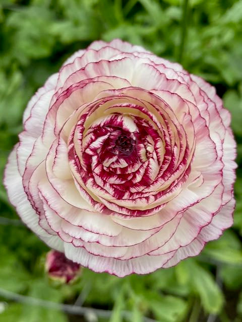 Ranunculus Friandine Cappuccino