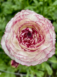 Ranunculus Friandine Cappuccino