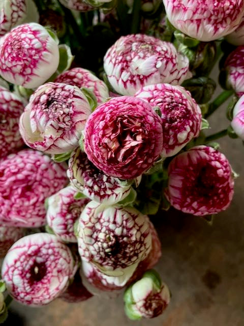 Ranunculus Friandine Cappuccino
