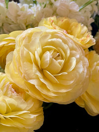 Ranunculus Friandine Lemon