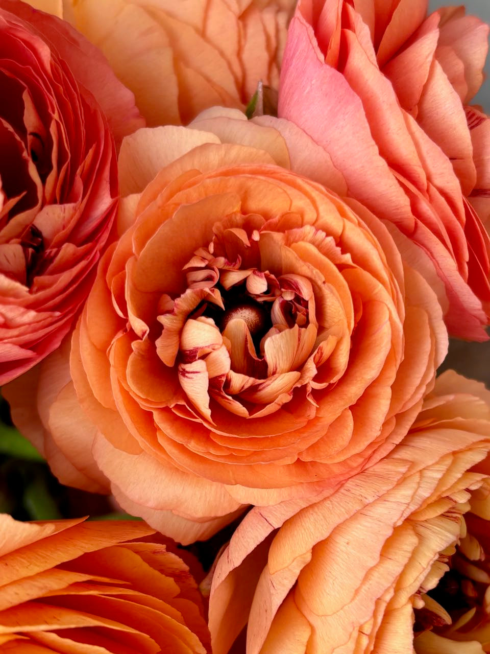 Ranunculus Pauline Champagne