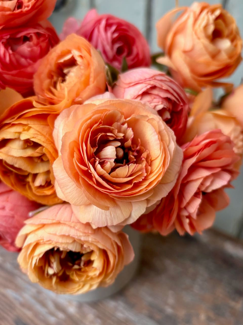Ranunculus Pauline Champagne
