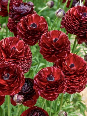 Ranunculus Pauline Chocolate