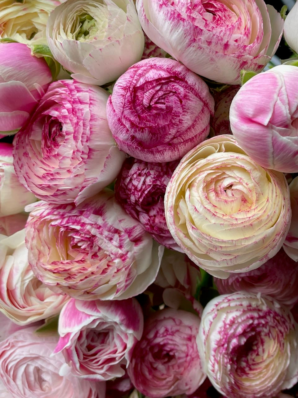 Ranunculus Amandine Pink Picotee