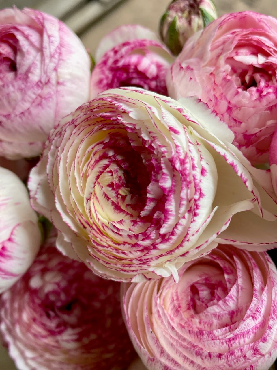 Ranunculus Amandine Pink Picotee