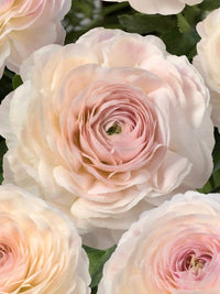 Ranunculus Romance Maritime®