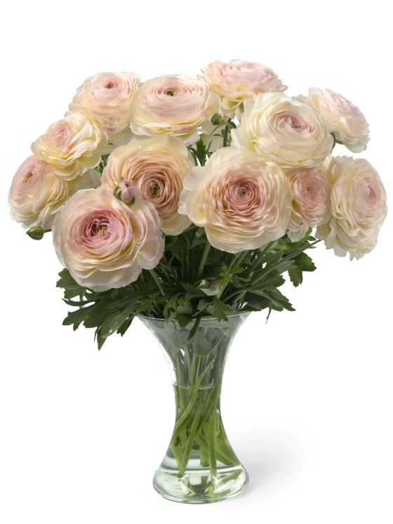 Ranunculus Romance Maritime®