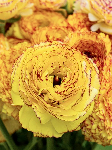 Ranunculus Amandine Yellow Picotee