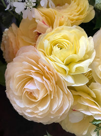 Ranunculus Amandine Cream