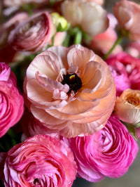 Ranunculus Amandine Pastel