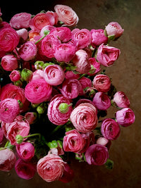 Ranunculus Amandine Pastel