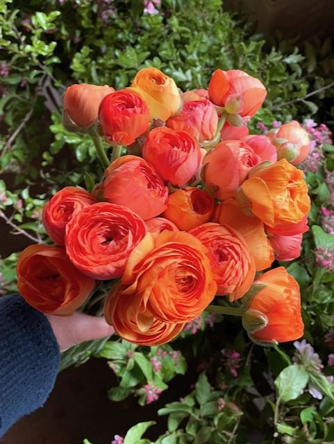 Ranunculus Amandine Salmon