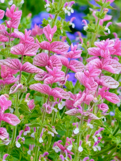 Salvia viridis Pink Sundae