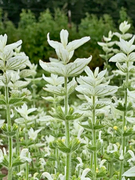 Salvia viridis White Swan