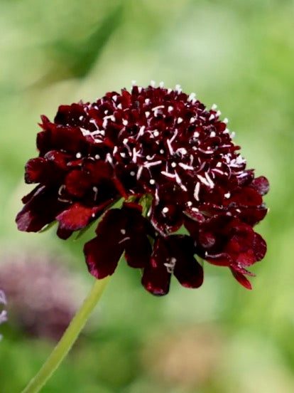 Scabiosa atropurpurea Black Knight