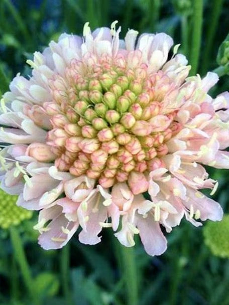 Scabiosa atropurpurea Fata Morgana