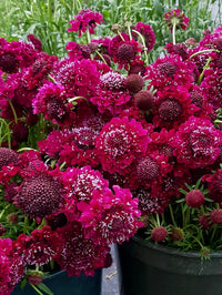 Scabiosa atropurpurea Fire King
