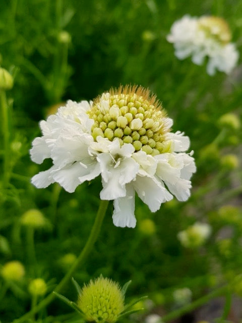 Scabiosa atropurpurea QIS White