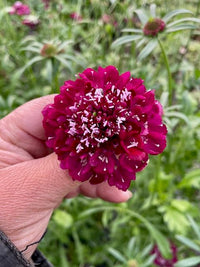 Scabiosa atropurpurea Fire King