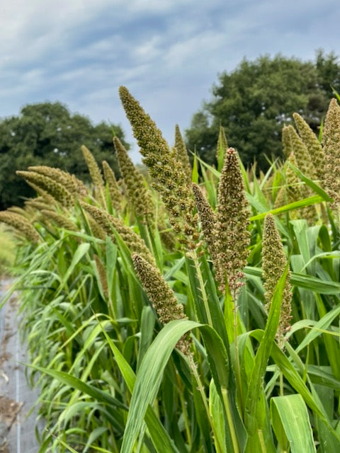 Setaria italica Hylander