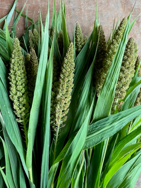 Setaria italica Hylander