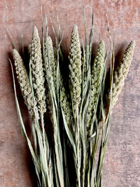 Setaria italica Hylander